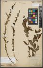 Foto von Salix purpurea L. x Salix viminalis L.
